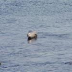Monterey2016_0092 (April 29, 2016)